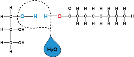 Dehydration synthesis biology