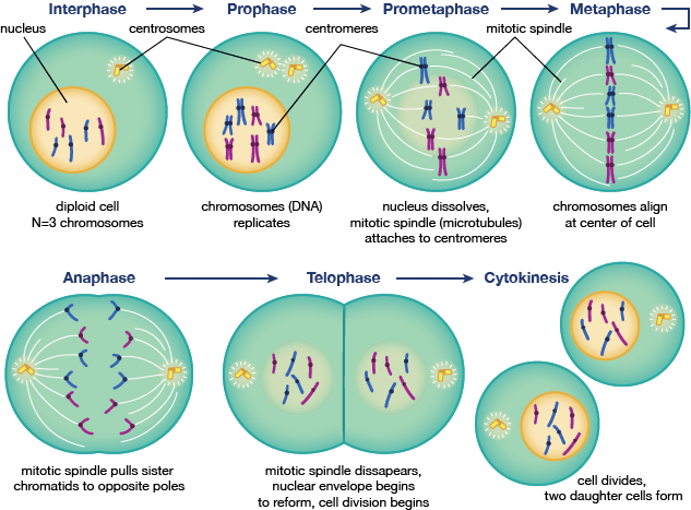 biobook_cellcycle_9.png