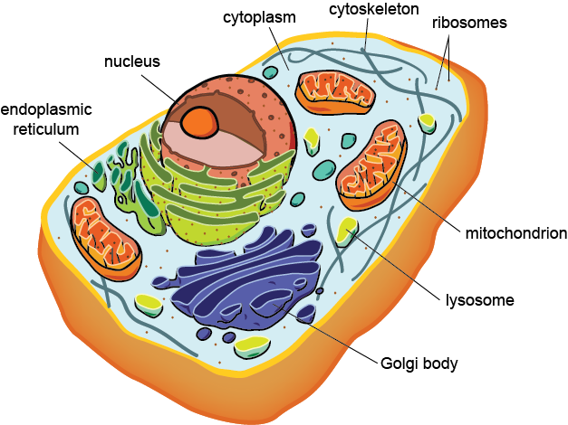 all cell  structure