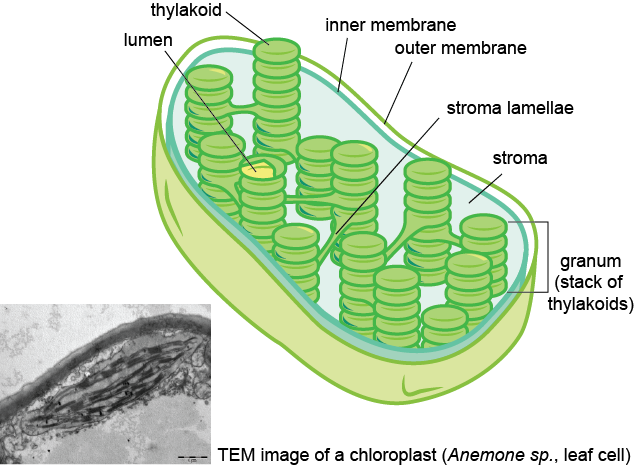 What do mitochondrial and thylakoid membranes have in common?