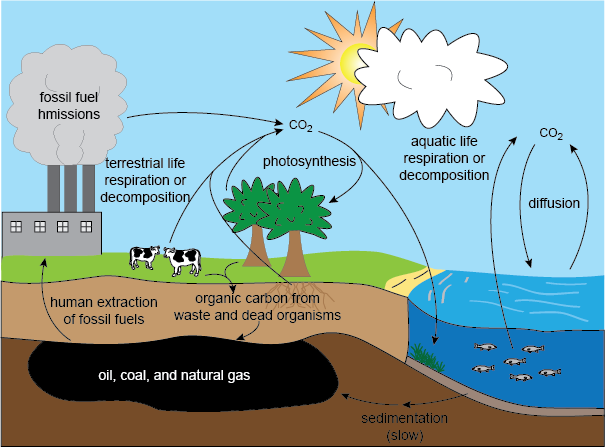 Carbon Cycle - Honors Biology