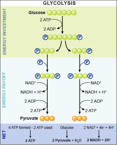 The steps of glycolysis showing energy investment, energy payoff, and the net ATP generated.