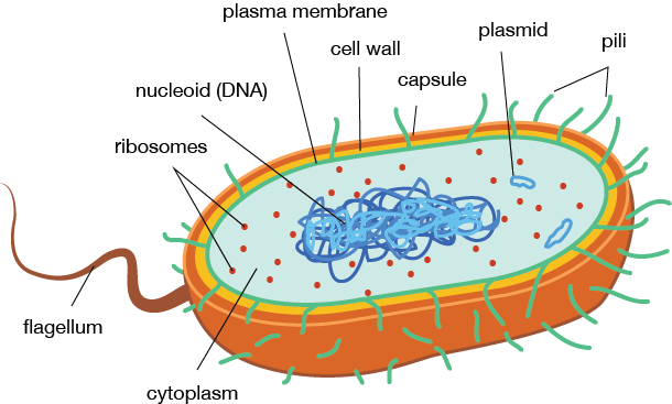 An analysis of the importance and the origins of prokaryote cells
