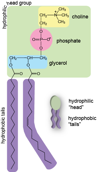 The Plasma Membrane Shmoop