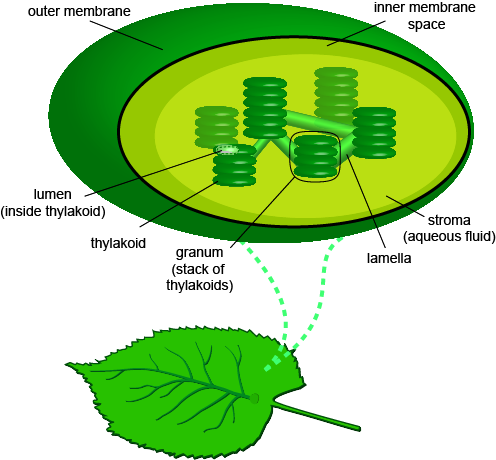 ”Model of a leaf's cell.