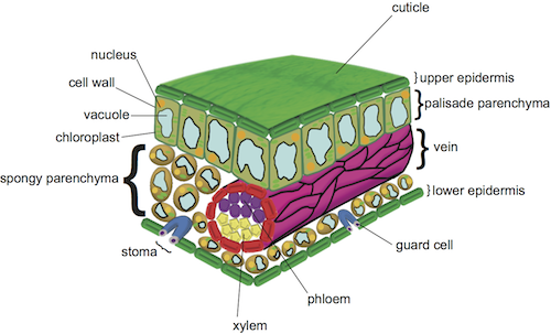 NCERT Solutions for Class 9th: Ch 6 Tissues Science